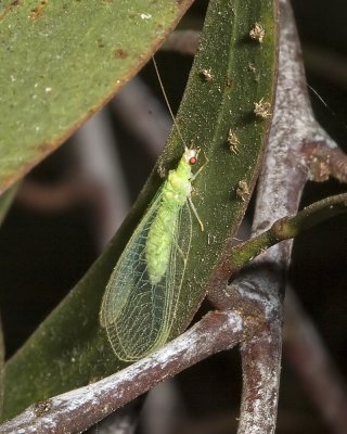 Green Lacewing ( Chrysoperla sp.)