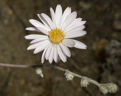 California Aster (Corethrogyne filaginifolia californica)