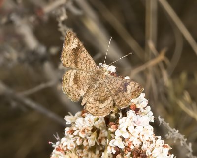 Fatal Metalmark (Calephelis nemesis)