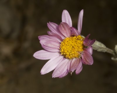 California Aster (Corethrogyne filaginifolia var. californica)