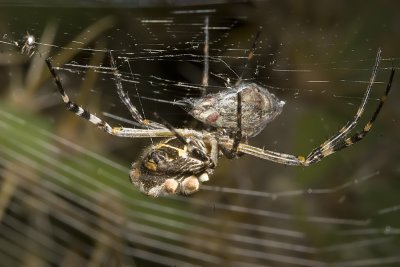 The Silver Argiope (Argiope argentata) wrapping up dinner