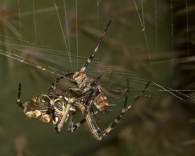 The Silver Argiope (Argiope argentata)