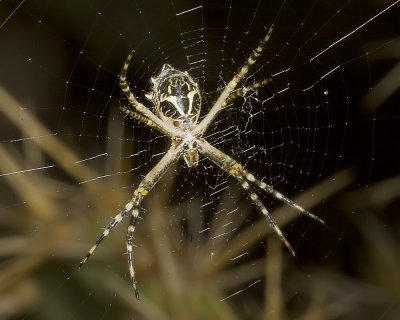 The Silver Argiope (Argiope argentata)