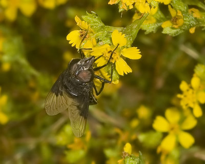 Bee Fly (<em>Thyridanthrax atratus</em>)