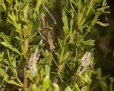 Grasshopper ( Melanoplus devastator ?)