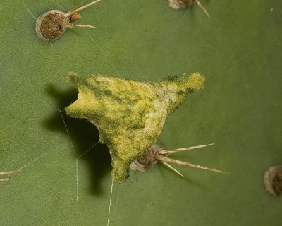 Egg case of The Silver Argiope (Argiope argentata)?