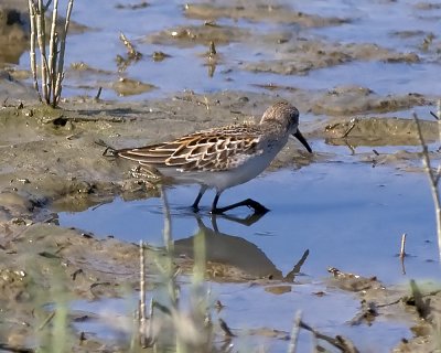Western Sandpiper