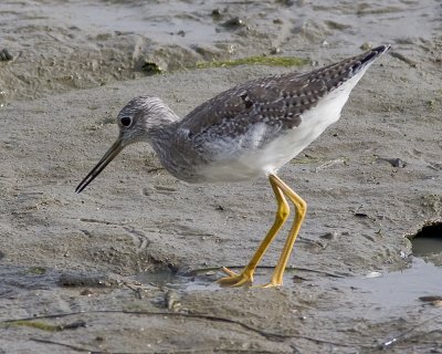 Greater Yellowlegs