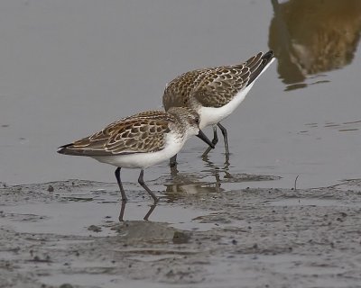 Western Sandpiper