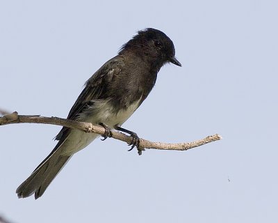 Black Phoebe