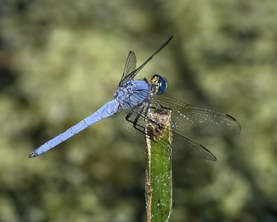 Western Pondhawk
