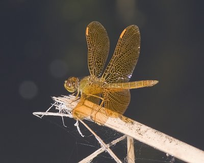 Mexican Amberwing  (Perithemis intensa) 
