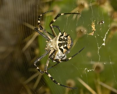  Silver Argiope (Argiope argentata)