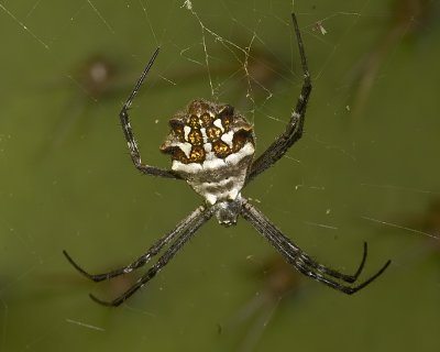  Silver Argiope (Argiope argentata)