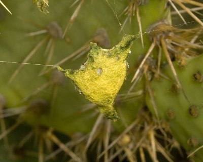 Egg case of The Silver Argiope (Argiope argentata)?