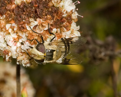 Large Cream-colored Fly