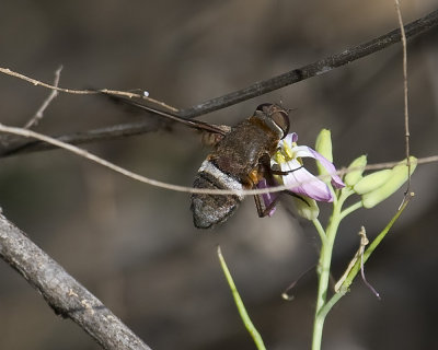 Bee Fly  (Exoprosopa doris)