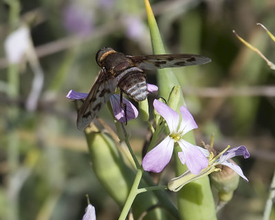 Bee Fly  (Ligyra gazophylax)