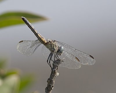 Blue Dasher (Pachydiplax longipennis)