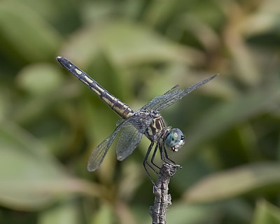 Blue Dasher (Pachydiplax longipennis)