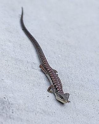 Aligator Lizard