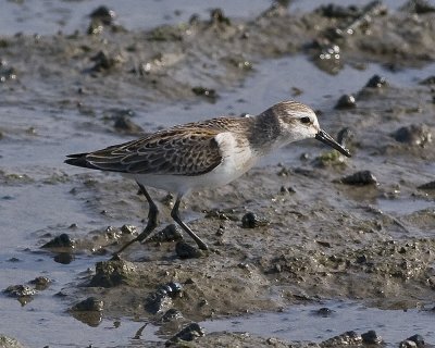 Western Sandpiper