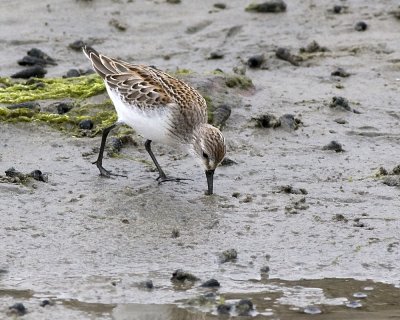Western Sandpiper