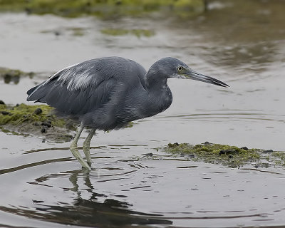 Little Blue Heron