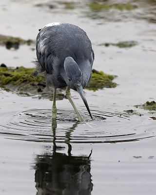 Little Blue Heron