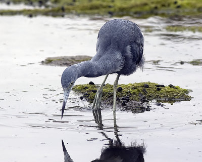 Little Blue Heron