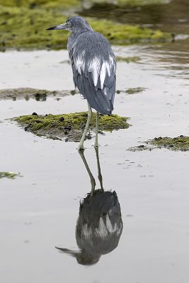 Little Blue Heron