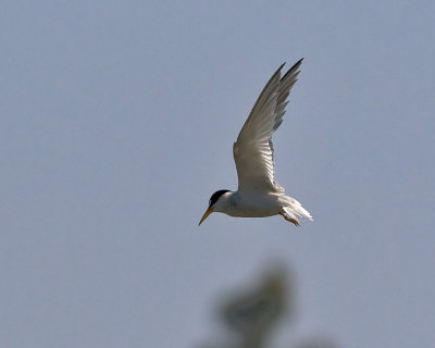 Least Tern