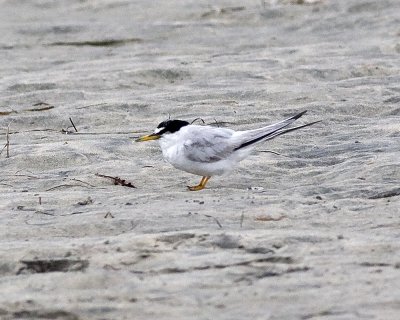 Least Tern
