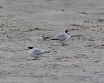 Least Tern