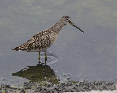 Short-billed Dowitcher