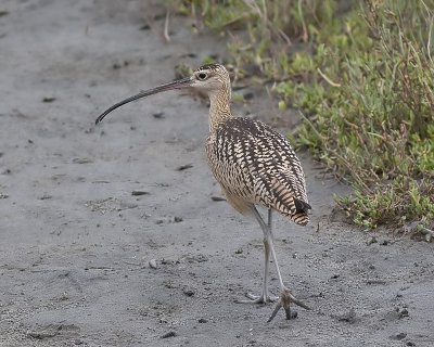 Long-billed Curlew