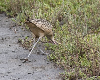 Long-billed Curlew