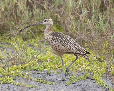 Long-billed Curlew