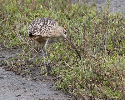 Long-billed Curlew