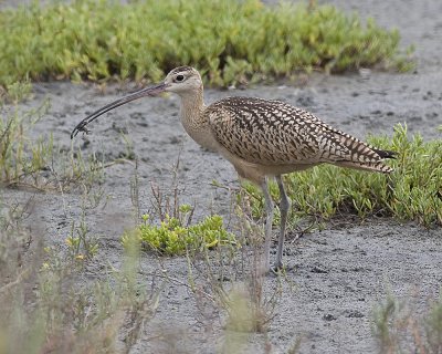 Long-billed Curlew