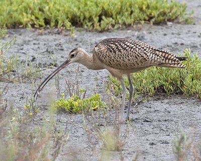 Long-billed Curlew