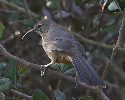 California Thrasher