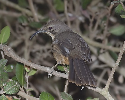 California Thrasher