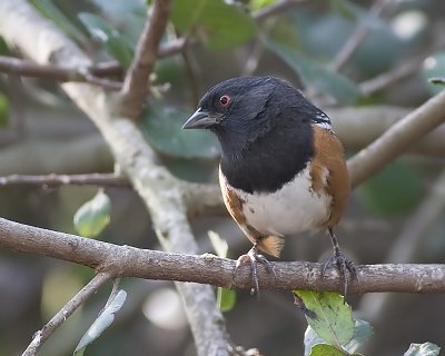 Spotted Towhee