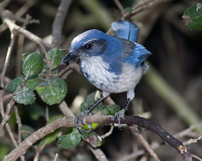 Western Scrub Jay