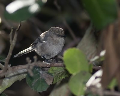 Bushtit