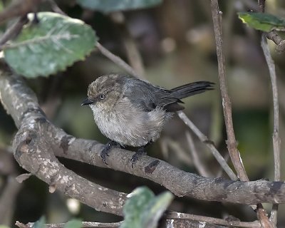 Bushtit - male