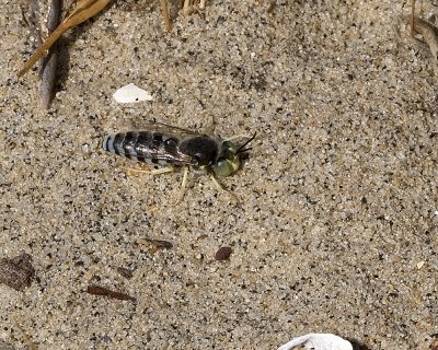 Pacific Sand Dune Wasp (Bembix americana)