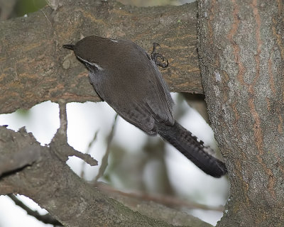 Bewick's Wren