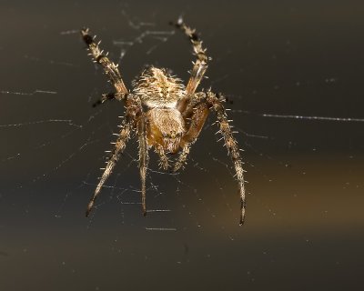 Orb Weavering Spider (Neoscona crucifera)